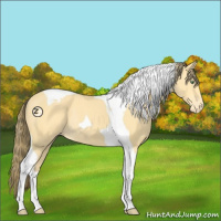 Horse Color:Amber Cream Champagne Tobiano Appaloosa Rabicano 