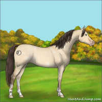 Horse Color:Sable Cream Champagne Dun 