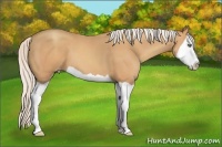 Horse Color:Silver Amber Champagne Splash