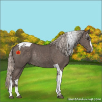 Horse Color:Silver Black Sabino Tobiano Rabicano