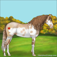 Horse Color:Bay Roan Pearl Splash Frame Appaloosa 