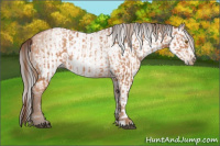 Horse Color:Bay Pearl  and Gray Bay Pearl 