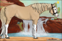 Horse Color:Red Dun Splash 