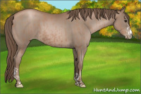 Horse Color:Black Pearl and Black Pearl