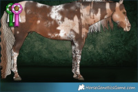 Horse Color:Liver Chestnut Pearl Tobiano Frame and Liver Chestnut Tobiano Frame