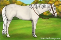Horse Color:Cremello 