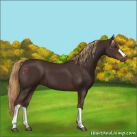 Horse Color:Liver Chestnut 