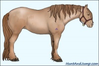 Horse Color:Liver Chestnut Pearl and Liver Chestnut Pearl Rabicano