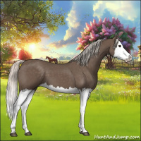 Horse Color:Silver Black Splash 