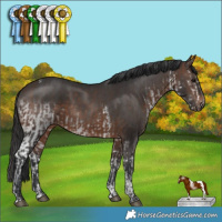 Horse Color:White Spotted Black  and Brown Tobiano 