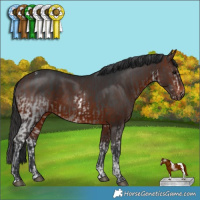 Horse Color:White Spotted Black  and Brown Tobiano 