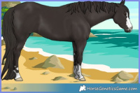 Horse Color:Liver Chestnut 
