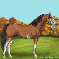 Horse Color:Bay Sabino 