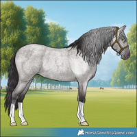 Horse Color:Smoky Grullo Roan Rabicano 