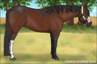 Horse Color:Liver Chestnut  and Brown 