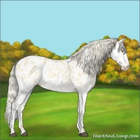 Horse Color:Palomino Near Leopard  and Palomino Splash Near Leopard 