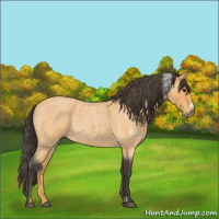 Horse Color:Buckskin Roan 