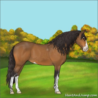 Horse Color:Buckskin Sabino 
