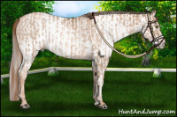 Horse Color:Liver Chestnut Pearl  and Gray Liver Chestnut Pearl 