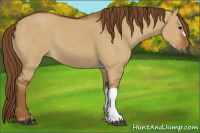 Horse Color:Gray Red Dun 