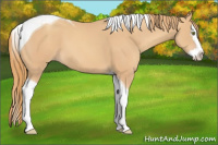 Horse Color:Gold Champagne Splash Tobiano 