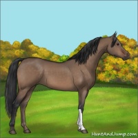 Horse Color:Brown Dun