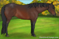 Horse Color:Brown 