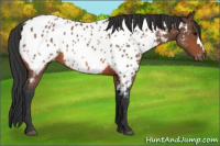 Horse Color:Bay Roan Appaloosa 
