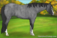 Horse Color:Blue Roan Sabino 