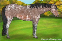 Horse Color:Bay Ice 