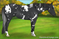 Horse Color:White Spotted Black