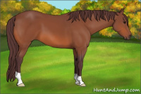 Horse Color:Chocolate Bay