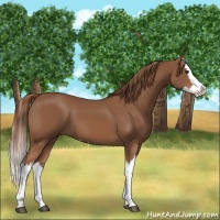 Horse Color:Chestnut Splash 