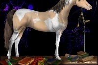Horse Color:Amber Champagne Tobiano