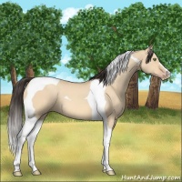 Horse Color:Amber Champagne Dun Tobiano 