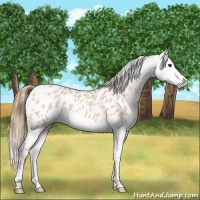 Horse Color:Red Dun Roan Splash Appaloosa 