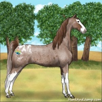 Horse Color:Red Roan Splash Appaloosa 