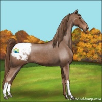 Horse Color:Chestnut Appaloosa 