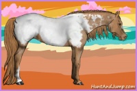 Horse Color:Chestnut Appaloosa 