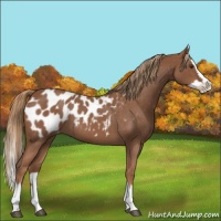 Horse Color:Red Roan Splash Appaloosa 