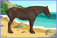 Horse Color:Liver Chestnut