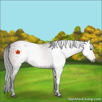 Horse Color:Gray Bay 