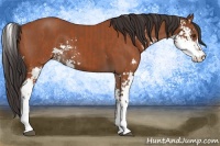 Horse Color:Bay Sabino  and Bay Sabino 