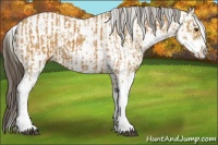 Horse Color:Buckskin Sabino  and Buckskin Sabino 