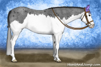 Horse Color:Blue Roan Splash 