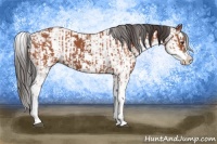 Horse Color:Bay Sabino  and Bay Sabino 