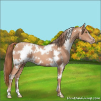 Horse Color:White Spotted Gold Champagne 
