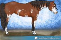 Horse Color:Bay Sabino  and Bay Sabino 
