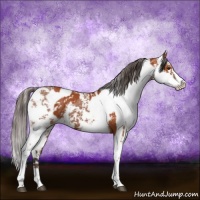 Horse Color:Bay Sabino  and Bay Sabino Appaloosa 