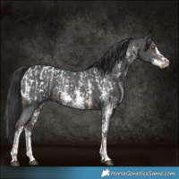Horse Color:White Spotted Liver Chestnut Sabino Appaloosa Rabicano  and Brown Sabino Rabicano 
